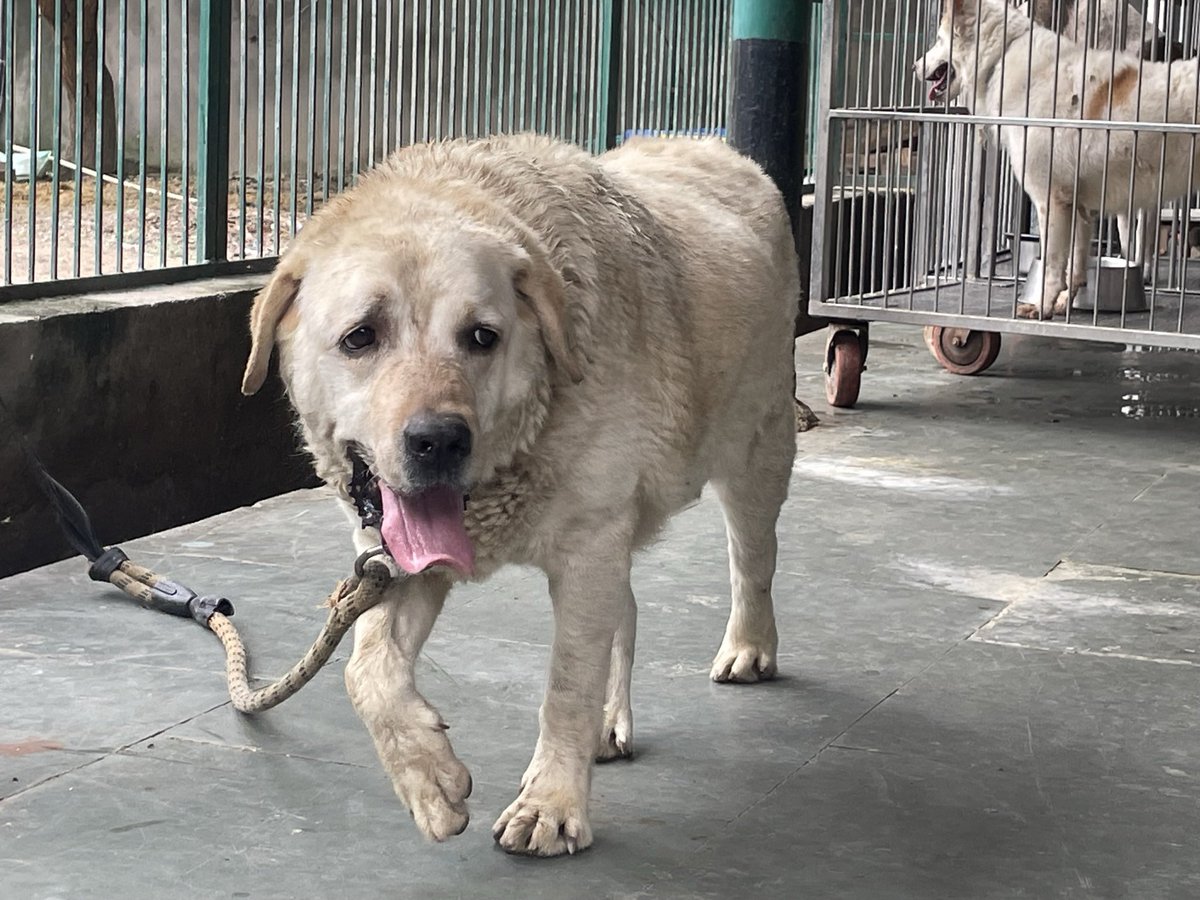 AHSN_Volunteers's tweet photo. #Buzo sweet dog discarded by #Breeders Humps everyone.He probably got too old, 11-12 yrs old &amp; since he could no longer produce was discarded. #Backyardbreeders only care about profit. Pls only #adopt fm #shelter &amp; put these shameless breeders out of business. #AdoptDontShop https://t.co/pXssZxzOR1