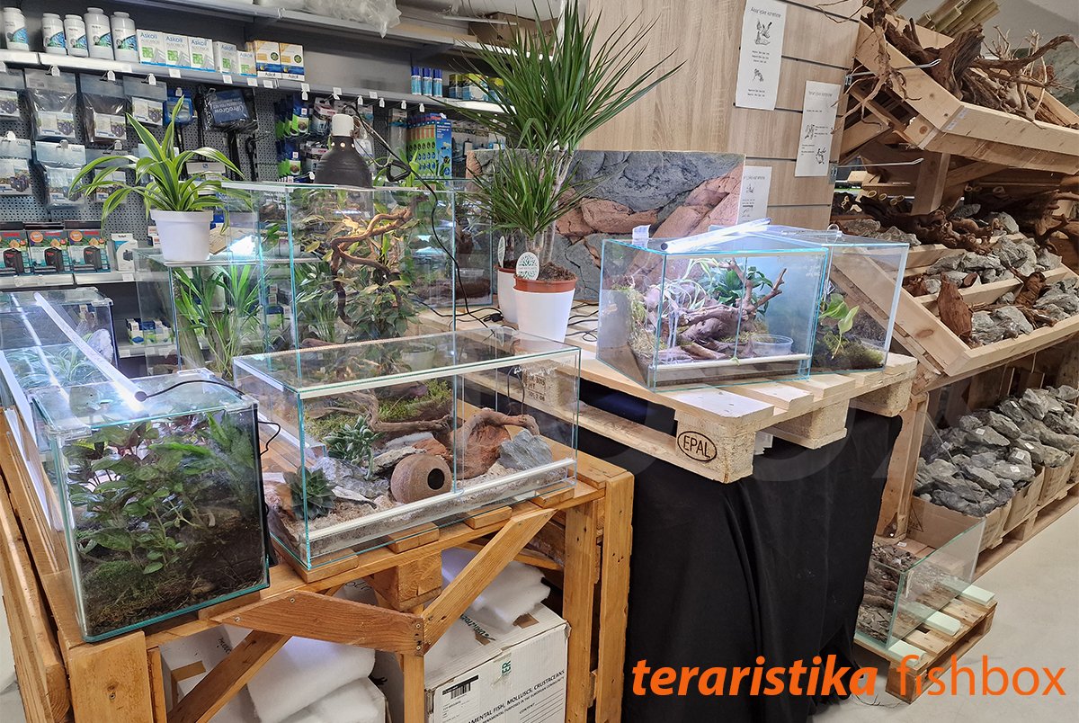 fishbox_si's tweet photo. Naš teraristični kotiček. 🙂 Kar nekaj opreme in zanimivih živalic že imamo, ponudbo pa neprestano širimo. Pridite pogledat v našo trgovino ali na https://t.co/7rrP0eP3c6 😉
#akvarij #akvaristika #akvarijskeRibe #btcLjubljana #hrana #hranaZaRibe #kozice #terarij #teraristika https://t.co/sWATKulUjC