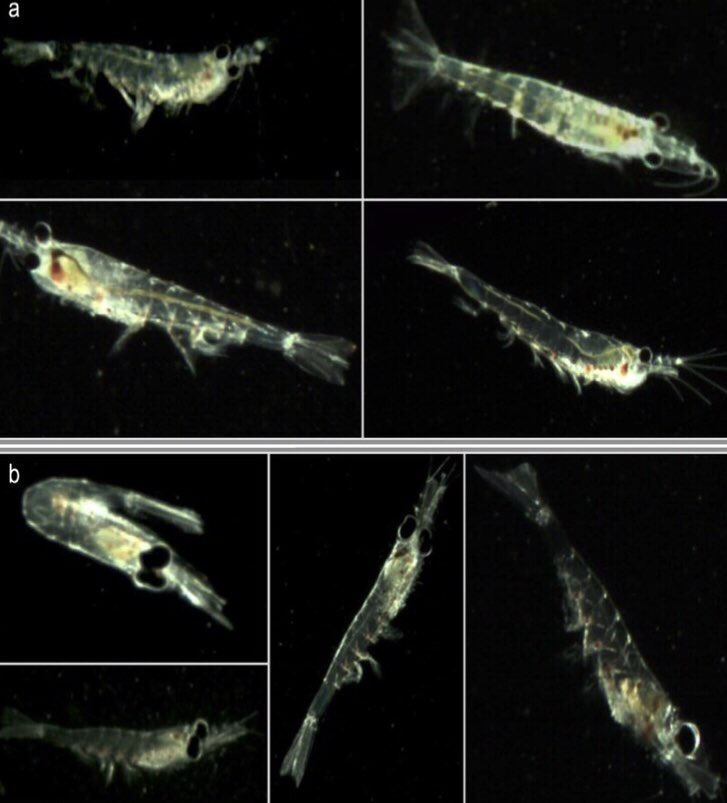 Happy day!!

Celebrating for the very first time #WorldKrillDay with some pics of #Euphausiids from #Patagonia 🇦🇷