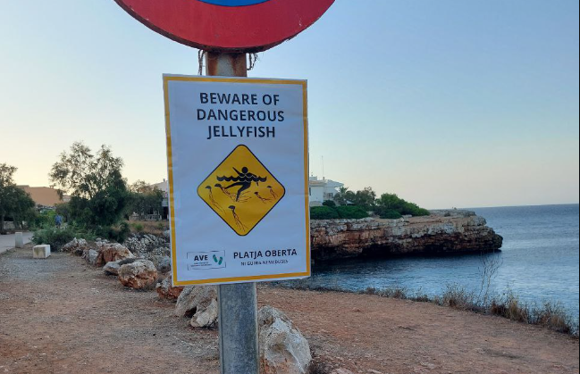 "Ni guiris, ni meduses": cartells de fals perill en anglès per foragitar els turistes a Manacor 
ccma.cat/324/ni-guiris-…