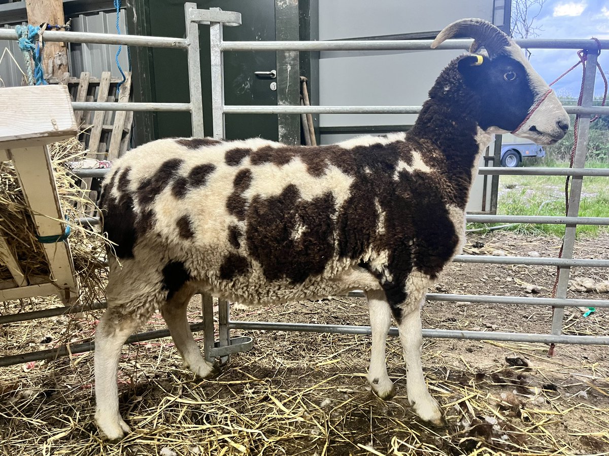 Sarah-Jayne Shankland tweet media