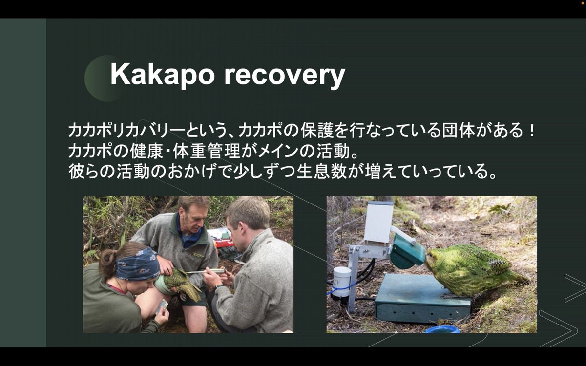 lap_nagoya's tweet photo. 【今日のLAP!】
今回はカカポ、絶滅危惧種の飛べない鳥についての発表でした🐥

退化した小さな翼と大きな体でポテポテと地べたを走り回る姿は、少しマヌケですがとても可愛らしいものですね💚
後半では、カカポの繁殖に関わるリムの木に関して、豊作・不作の仕組みについて考察する場面もありました🤔 https://t.co/8JcqgZXjQN