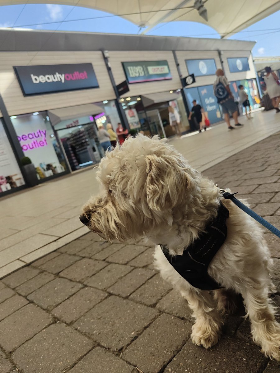 Doogle49810249's tweet photo. Nice shopping trip to @SbuxDaltonP @Dalton_Park cos I'm a good boy and allowed to go will daddy shopping 🎊
#Doogle #westiepoo https://t.co/G1vWQopNpn