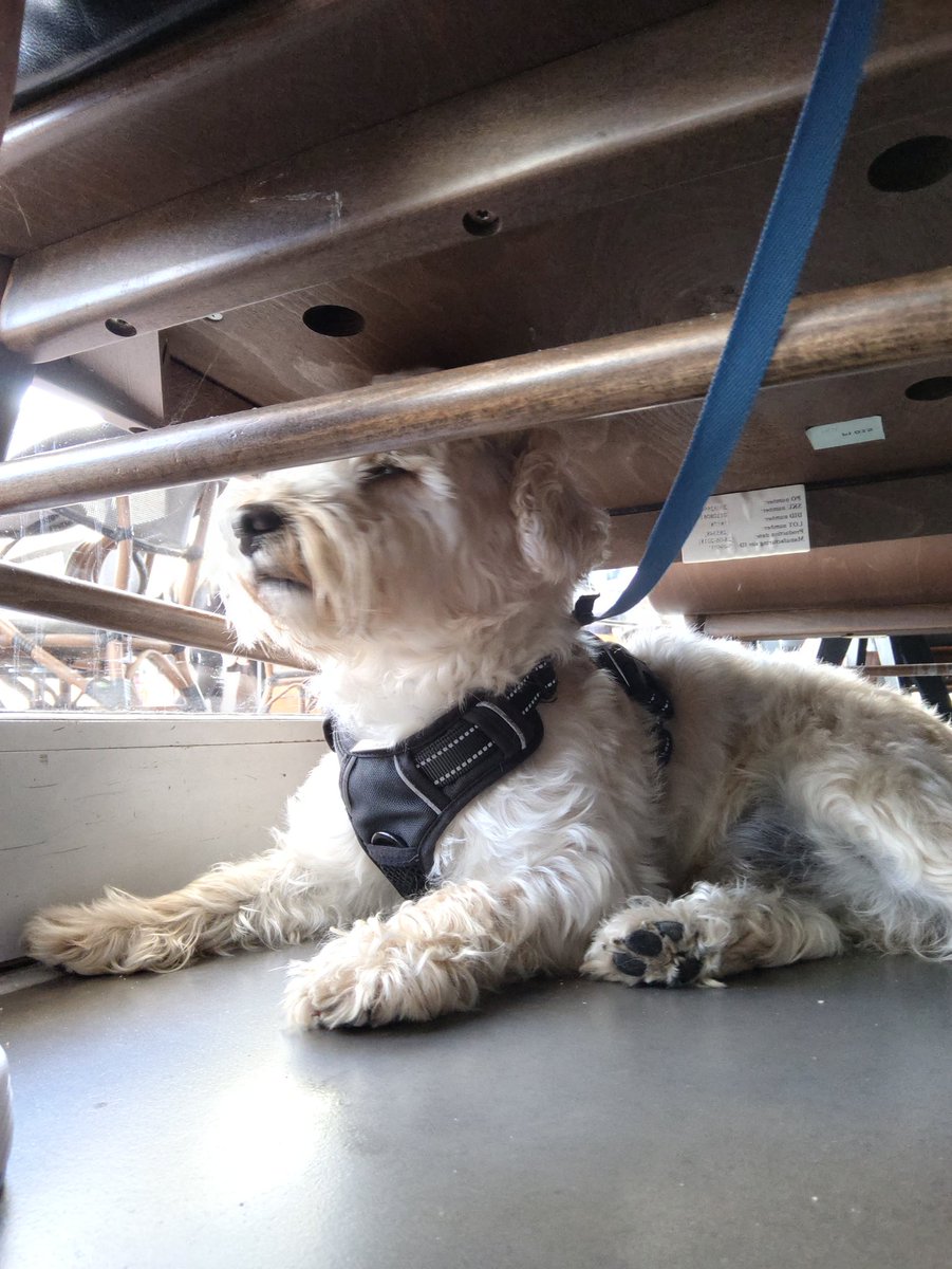 Doogle49810249's tweet photo. Nice shopping trip to @SbuxDaltonP @Dalton_Park cos I'm a good boy and allowed to go will daddy shopping 🎊
#Doogle #westiepoo https://t.co/G1vWQopNpn