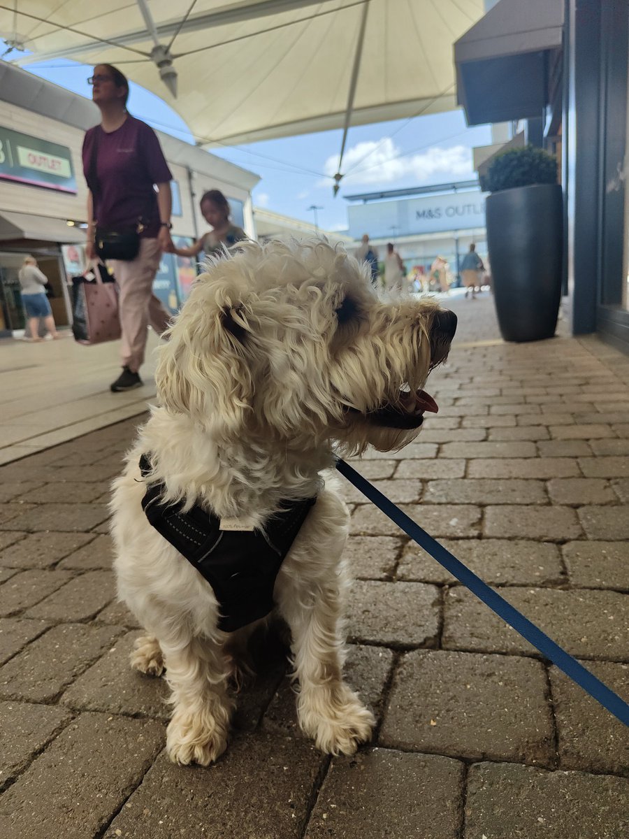Doogle49810249's tweet photo. Nice shopping trip to @SbuxDaltonP @Dalton_Park cos I'm a good boy and allowed to go will daddy shopping 🎊
#Doogle #westiepoo https://t.co/G1vWQopNpn