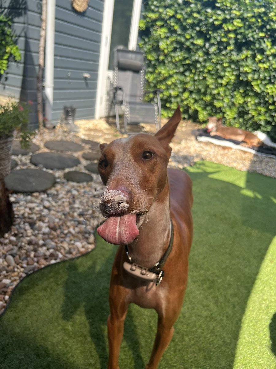 Nathali46625756's tweet photo. Summer is back! And also the ice creams. 😋😍 Have a nice weekend everyone! lots of kisses from Sol 💓 #podenco #sweethart #summertime https://t.co/lYS6277QmE