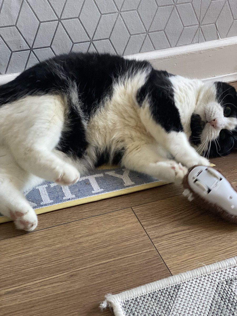 DaveLaney9's tweet photo. Hi there. Corey the Cat here again!

I’ve gone catnip crazy with my new kitty mat and wind up toy mouse. 

My pesky human Dad caught me out with these pictures. 

I’ll get him back when he’s not looking! 🤣🤣

#CatsAreFamily 
#CatsOfTwitter https://t.co/Rc7UbROnXm