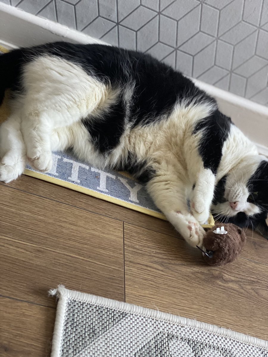 DaveLaney9's tweet photo. Hi there. Corey the Cat here again!

I’ve gone catnip crazy with my new kitty mat and wind up toy mouse. 

My pesky human Dad caught me out with these pictures. 

I’ll get him back when he’s not looking! 🤣🤣

#CatsAreFamily 
#CatsOfTwitter https://t.co/Rc7UbROnXm