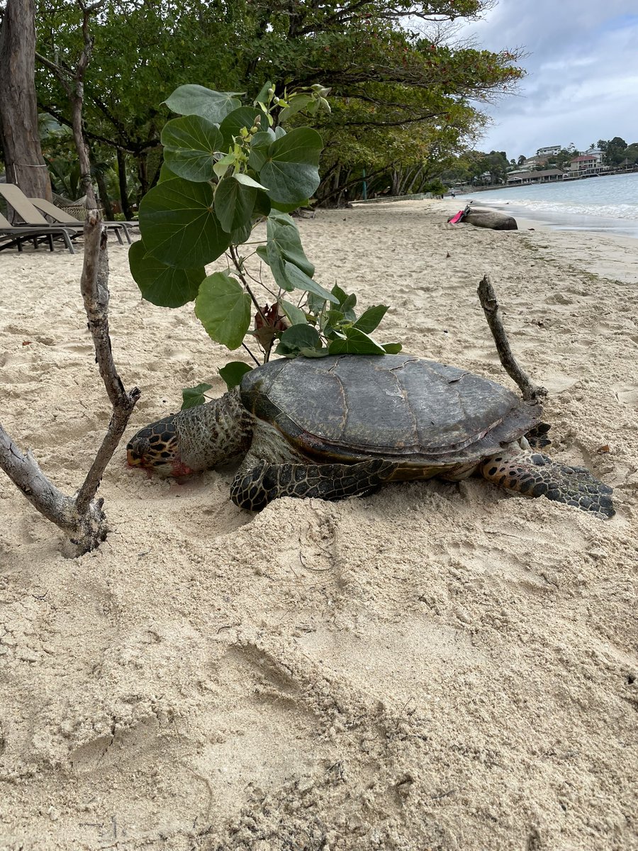 This Hawksbill turtle, who was called "Bob" by the local snorkelling guides and has been spotted on a daily basis for over a decade, was just killed by a Jet Ski on #Beau Vallon. When it came up to catch air it was hit by the favourite device of the genital challenged tourist.