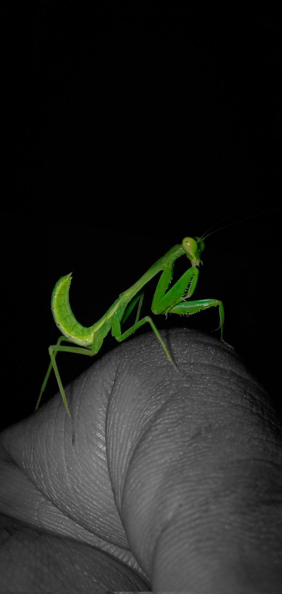 SujayYajus's tweet photo. Praying mantis 🦗
#photogenic #photography #macro #macrophotography #mantis #prayingmantis #mini #minimantis #green https://t.co/7iwnCqxFyL