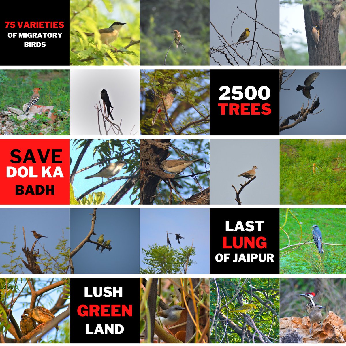 Save Dol Ka Badh Forest tweet media