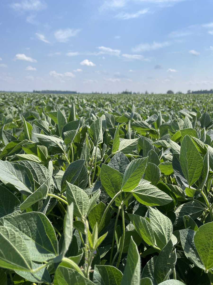 NK® Seeds Canada tweet media