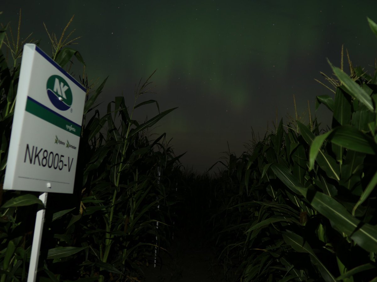 NK® Seeds Canada tweet media