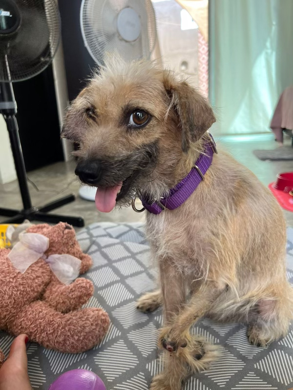 Chiquita’s Friends Dog Rescue tweet media
