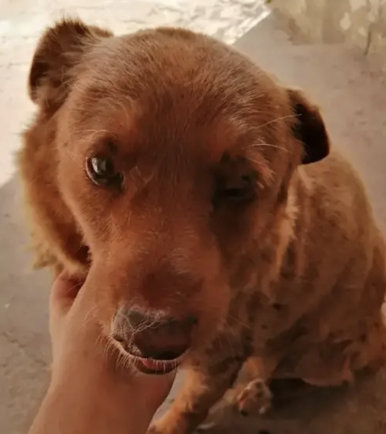 JunosArk's tweet photo. Dogs and animals continue to bring incredible joy to our lives. Can you believe that Bobi, the amazing pup from Portugal, is now the oldest living dog at a whopping 30 years old! 

Check out his incredible story here: https://t.co/187daDmcKD 

#DogLove #AnimalJoy #AmazingBobi https://t.co/McsHTa9T5O