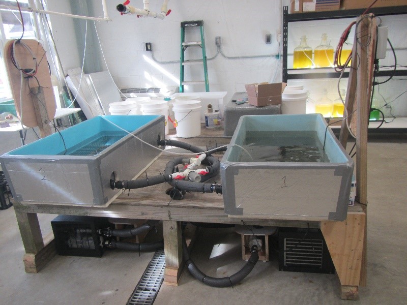 SERC Marine Invasions Research Lab tweet media