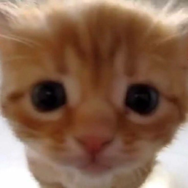 taehyun as cats (@taehyuncats) on Twitter photo 