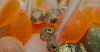 USGS's tweet photo. Stormwater and road runoff are forms of pollution that can contain contaminants that affect aquatic #ecosystems. One of these is a chemical that keeps tire rubber from cracking and can harm fish and other aquatic animals: https://t.co/c1swG8CeOc
💧🐟 
📸Florian Graner https://t.co/fRlAYTYWLO