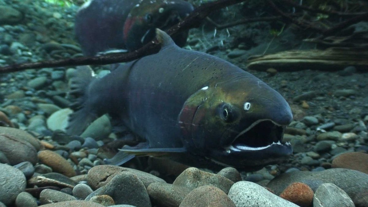 USGS's tweet photo. Stormwater and road runoff are forms of pollution that can contain contaminants that affect aquatic #ecosystems. One of these is a chemical that keeps tire rubber from cracking and can harm fish and other aquatic animals: https://t.co/c1swG8CeOc
💧🐟 
📸Florian Graner https://t.co/fRlAYTYWLO