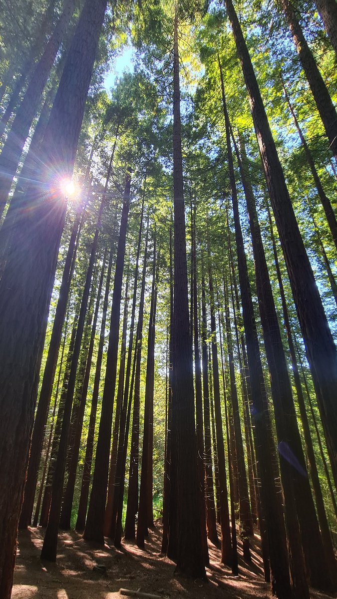 Santiagodelalam's tweet photo. La vida está llena de palos,a veces son duros, difíciles de encajar, salientes o grandes y también altos. A veces son cabos también bosques, de #Cabopalos a  #Paloalto un salto. 😍 #redforest https://t.co/MSKUzuF2y9