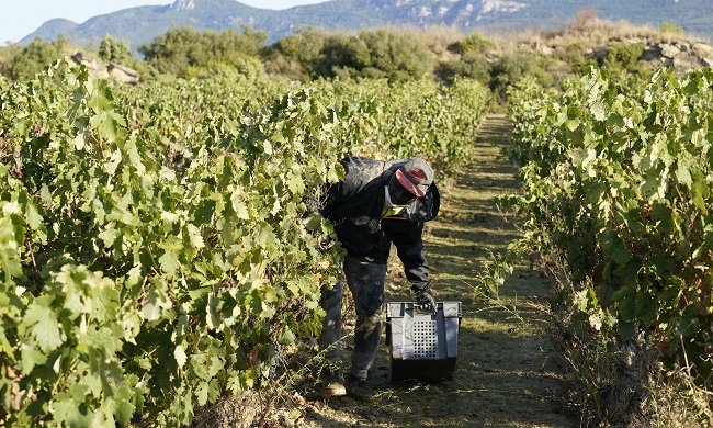 MasDUnoGipuzkoa's tweet photo. Se adelanta la temporada de la vendimia con falta de temporeros
Con Eduardo Yañez Más de Uno Euskadi 11/08/2023 https://t.co/6NEmMoXKNa
@aspacegipuzkoa #SFSS
#dueloperinatal #EskuHutsik
@UAGAiNFO
#Perseidas #Izki #Valderejo
@GrupoDelta1 #MariaDez
@duocassado
#BBK https://t.co/FS45kRDrZM