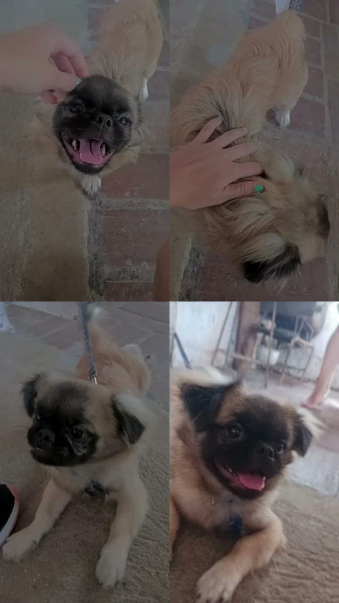 PedrazaMachin's tweet photo. @twperritos https://t.co/RdUgUSGlz1
