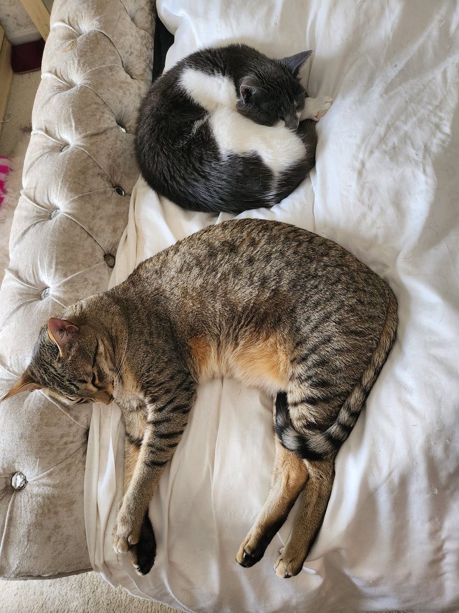 IckleCatAmber's tweet photo. Little and Large 🐈🐈‍⬛
#CatsOfTwitter https://t.co/yTxFSAH0O3