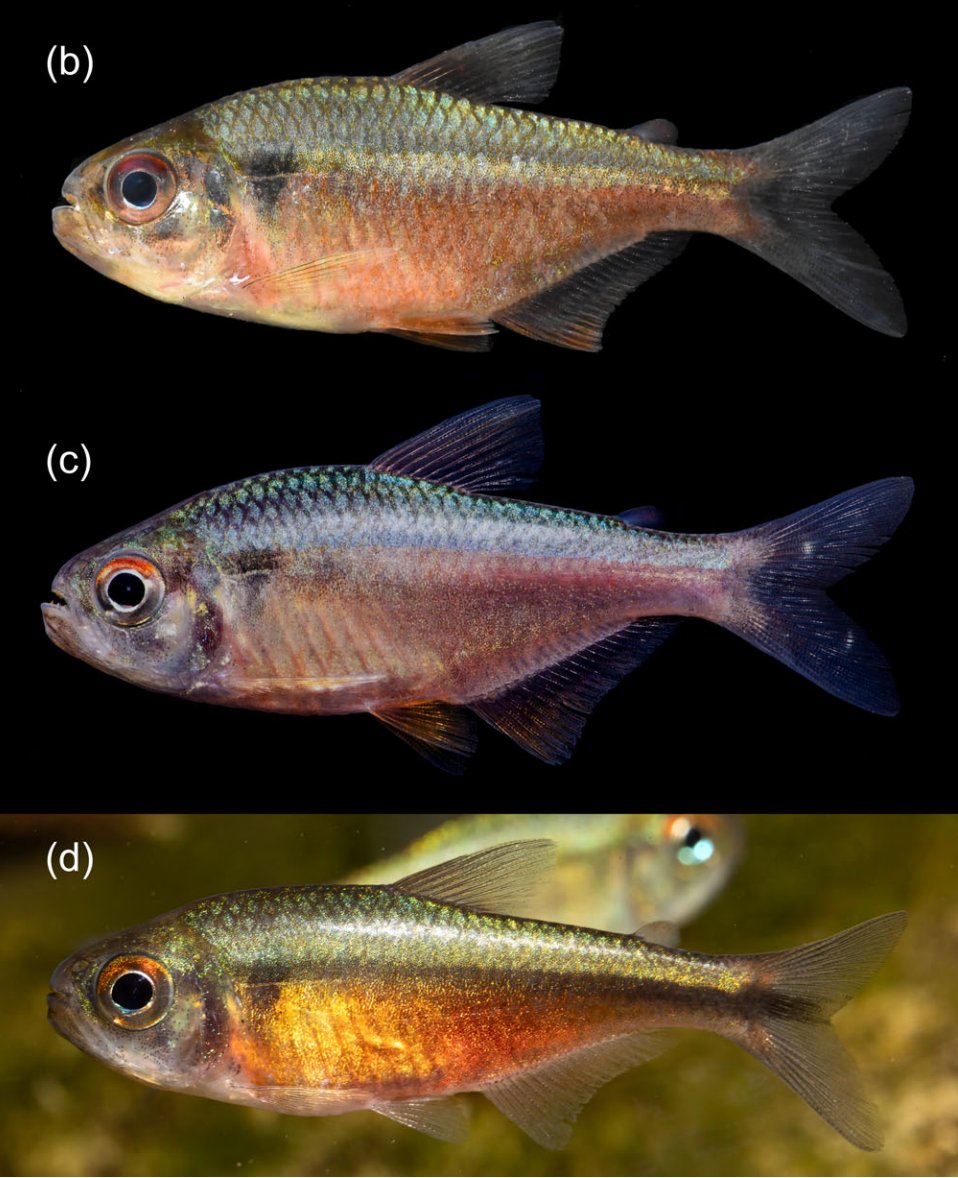 #NewSpeciesAlert - 𝑀𝑜𝑒𝑛𝑘ℎ𝑎𝑢𝑠𝑖𝑎 𝑖𝑟𝑖𝑠. On a new colorful species of #𝑀𝑜𝑒𝑛𝑘ℎ𝑎𝑢𝑠𝑖𝑎 (#Characidae) from upper rio Madeira basin at Chapada dos Parecis, Brazil, with comments on its conservation &amp; putative biogeographic history. #JFB
🔒 bit.ly/3DTDSkq