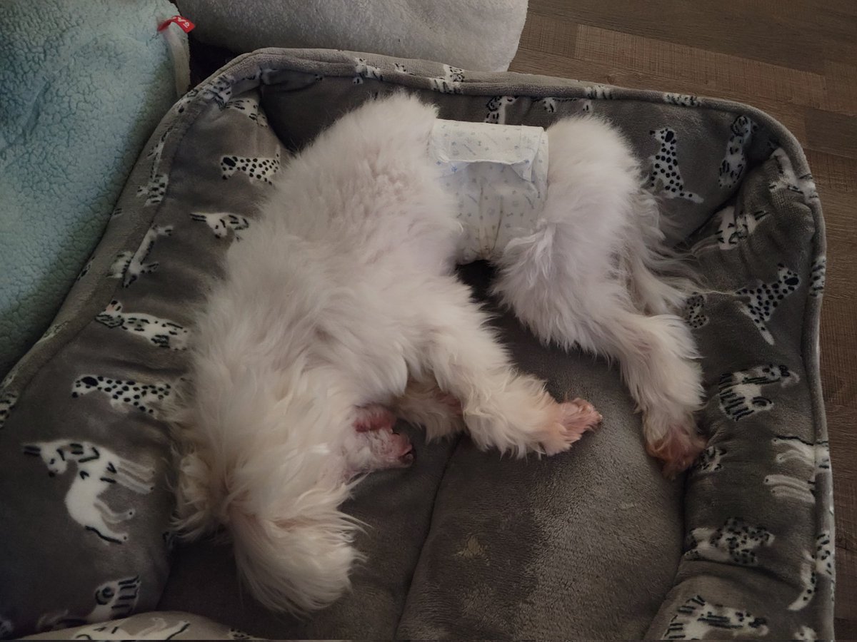BettyHan13's tweet photo. So male diapers look like pads but for female dogs it looks like baby diapers. If my dog pee without lifting his leg can I buy the female ones?? #dogslife #olddog #dogdiaper https://t.co/4lWcCzQzCr