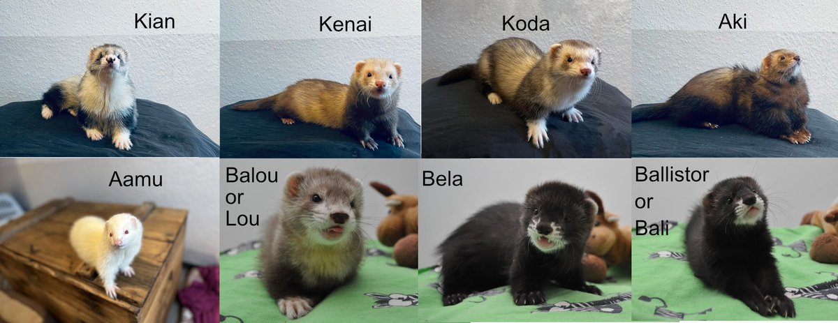 dastommy's tweet photo. @DesyncedGame @TheIndieManiac Hello Loki and Benny :D
Then I shall introduce the whole crew. Be prepared for alot of #Catsnake aka #Hosecats aka #Ferret cutieness :)
Not the most current pictures but they do work. And yes we do love Ferrets :D https://t.co/g214rKHDwQ