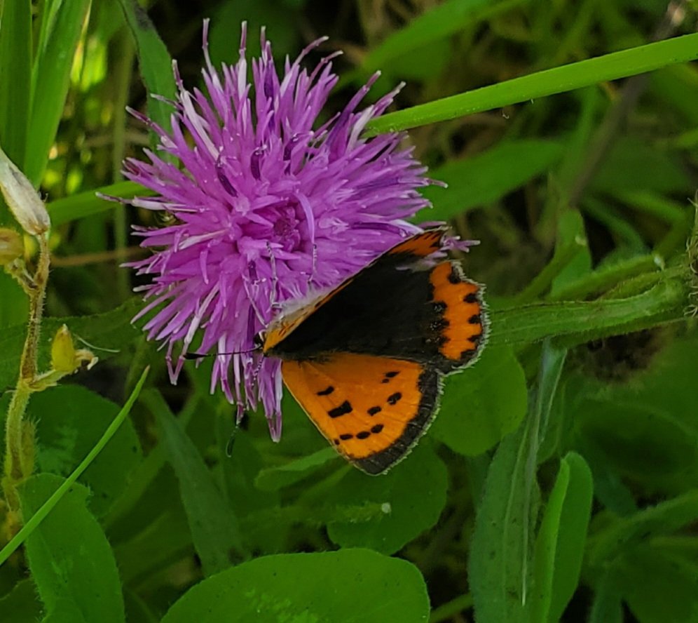 Eithne Davis tweet media