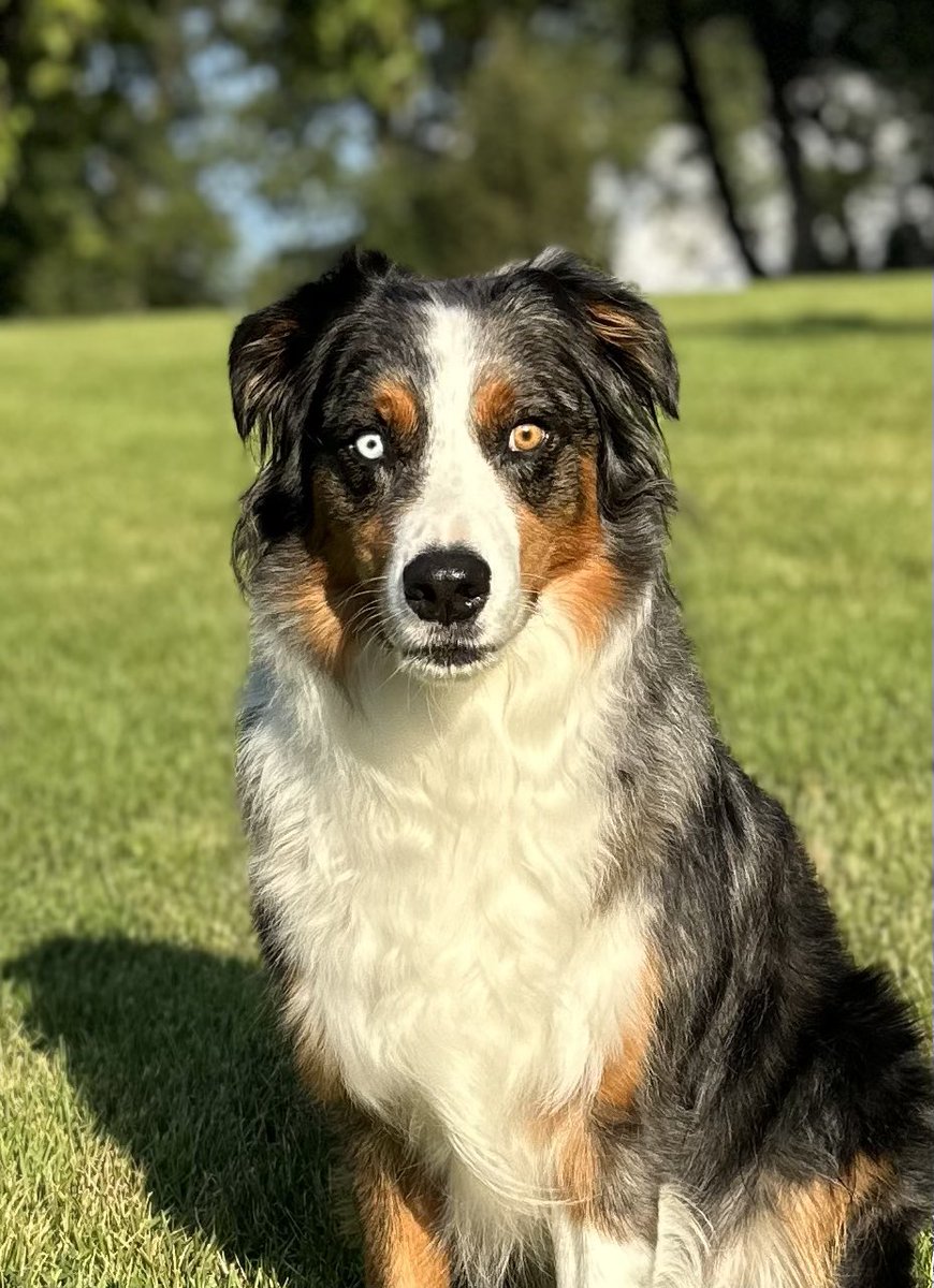 JCannabiseed's tweet image. My Friday smile is seeing Blue turn 5 today! #WhereDoesTheTimeGo