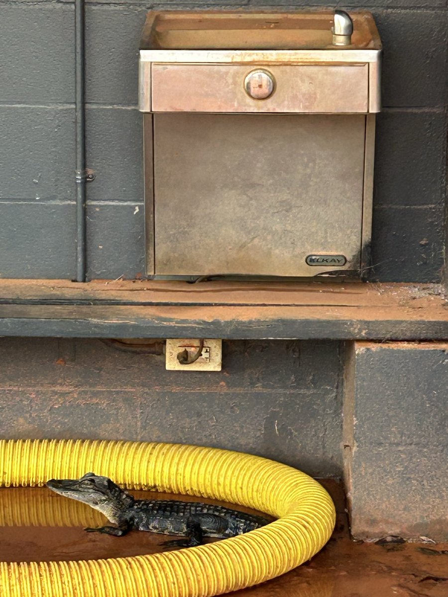 FMMSHS's tweet photo. We are so happy to welcome our Miners back today! Even this little guy who had to be reminded where his classroom was! #Followyourschedule #GoAllOut! https://t.co/gxcITkoCC7