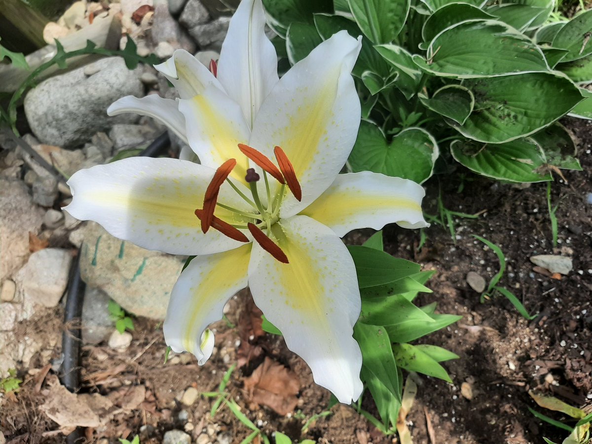 Another Lily for you #lilygarden