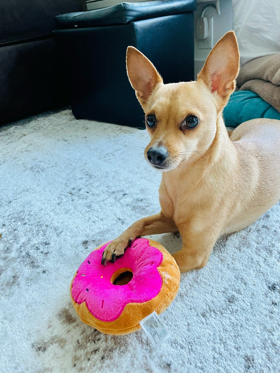 lmirabelli22's tweet photo. @UnderdogFantasy Don’t come near this guy when he’s got his donut! https://t.co/VKbVu4Tmu7