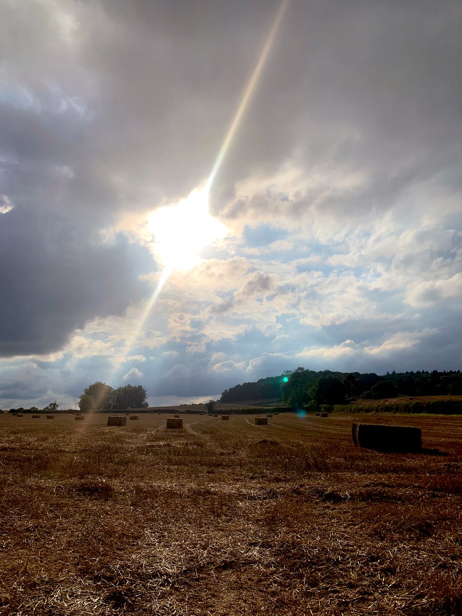Finally some summer like weather to start combining the wheat 🌞🌾