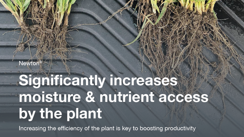 Rooting is key to increasing efficiency of plants & boost productivity. Newton #biostimulant #SeedTreatment (right) stimulates exceptional root growth - plants are in the best position to acquire moisture & nutrients so less reliant on synthetic inputs bit.ly/45paWwo