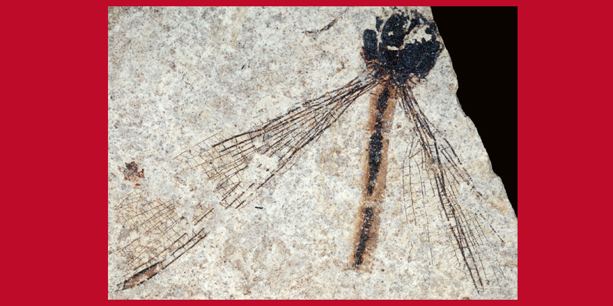 Publi_MNHN's tweet photo. [#Geodiversitas] Palaeophylolestes distinctus n. gen., n. sp., a new malachite #damselfly (#Odonata: Zygoptera: Synlestidae) from the Paleocene Menat locality (🇫🇷)

✒️ Aimie DORIATH-DÖHLER et al.
🔗 https://t.co/7fULTmVvID
#FossilFriday #damselflies #NewSpecies #fossilinsect https://t.co/RZ7RNbUtGx
