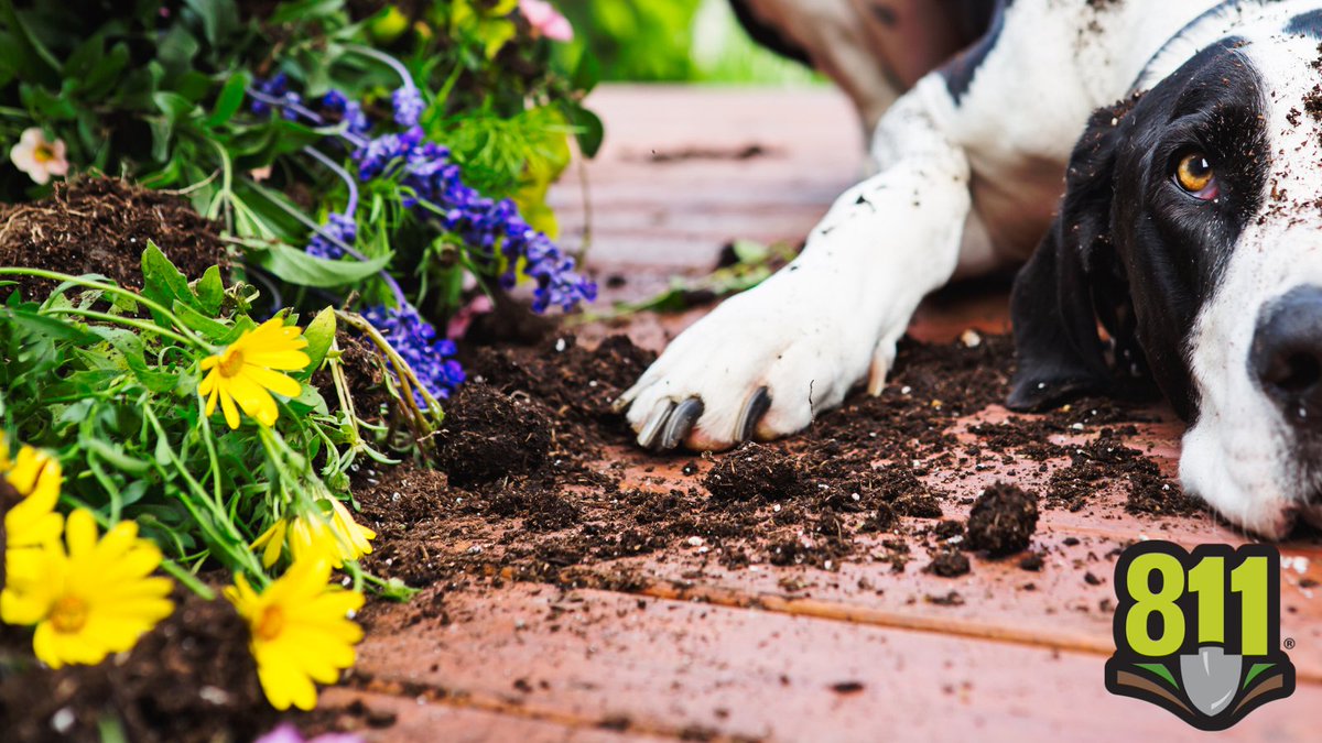 PHMSA_DOT's tweet photo. Happy National 811 Day! PHMSA reminds everyone to contact 811 a few days before any digging project so utilities can be marked on your property. Join the fun today and help spread the word about safe digging! For more info visit https://t.co/pKmglnrKPA https://t.co/LAAIelyzUw
