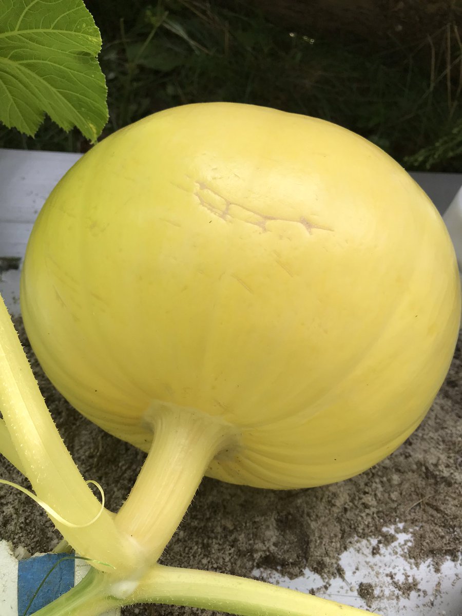 acres_creek's tweet photo. 805 gates … #Slimer 🎃🎃🎃 #halloweenallyear #halloween🎃 #hauntedhouse #everydayishalloween #halloweendecorations #halloweendecor #jackolantern #gianttomatoes #trickortreat #pumpkinpatch #vermont #morton1623 #giantpumpkingrower #pumpkinpatch #Fair #pumpkin #tomatoes https://t.co/NQhPYUhbW7