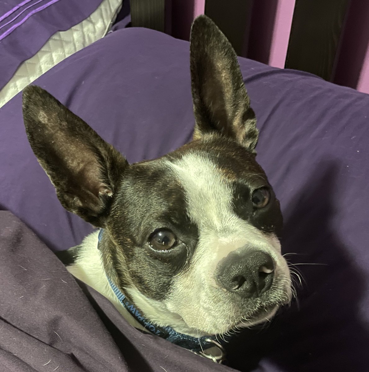 sboudreau_'s tweet photo. @dog_rates Big ears are the best ears! https://t.co/Rf8SgFp6g6