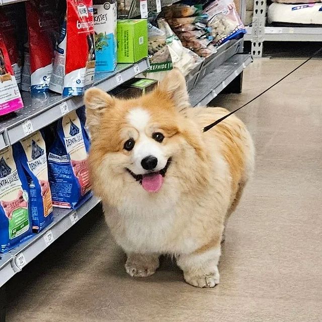 Corgi_Lover_s's tweet photo. Shopping for treats is so much fun. https://t.co/oTBT99aNhn