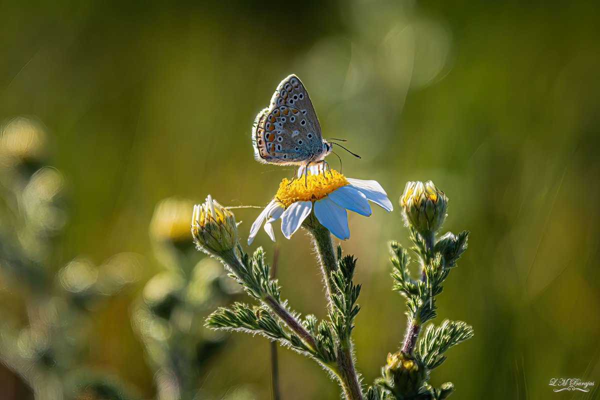 lmartinbarajas's tweet photo. ... La belleza captura la atención…pero la personalidad... captura el corazón.
#macro #macroflowers #flowers #nature #flower #macrophotography #flowerphotography #naturephotography #flowersofinstagram #macroflower #wildcrete #wildphotographer #wildpicture #wildcapture https://t.co/eqAUiFsb70