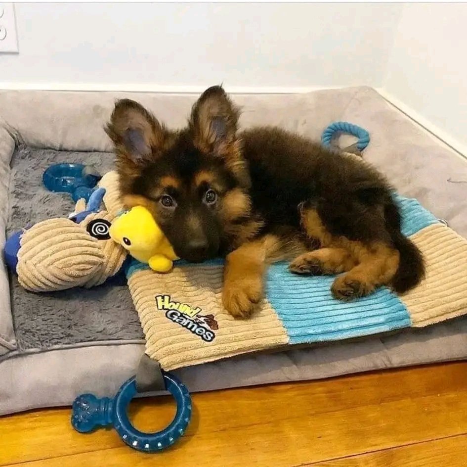 German Shepherd tweet media