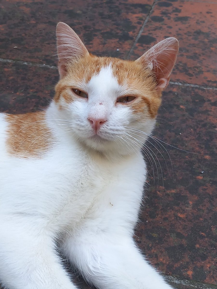 bobbiarbore's tweet image. La soddisfazione di restituire ai gatti la loro espressione sorniona, vederli impossessarsi della loro tipica faccia coolo, come se non gli fosse successo nulla, è impagabile. 
Questo una settimana fa barcollava, aveva la testa che dondolava, respirava solo con la bocca aperta.