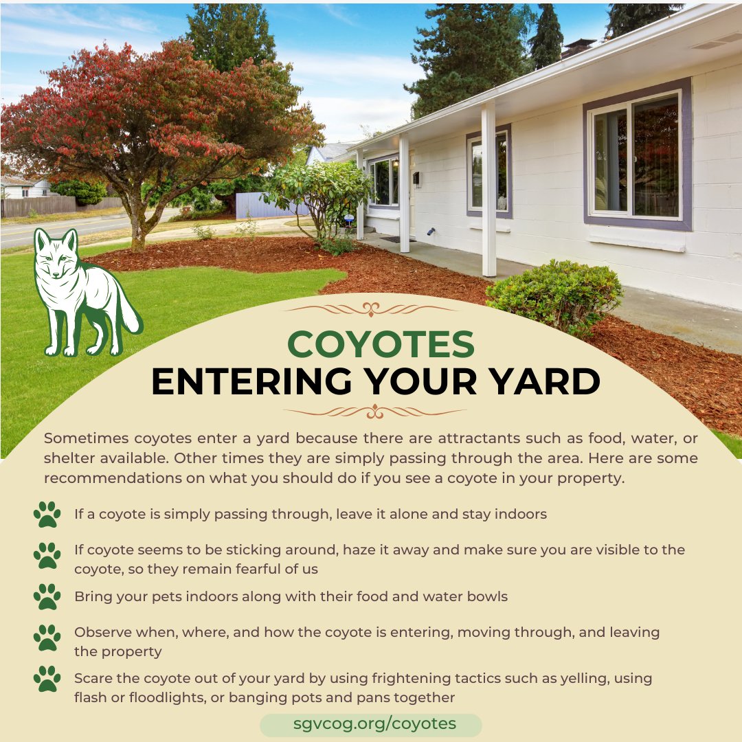 SGVCOGCoyotes's tweet photo. Coyotes can be an interesting sight to witness. Taking the appropriate steps to ensure your safety when spotting a coyote in your yard is important. Remain calm, do not approach the coyote, and make loud noises such as clapping or shouting to scare it away. #Coyotesafety https://t.co/rQBvqOa6BO