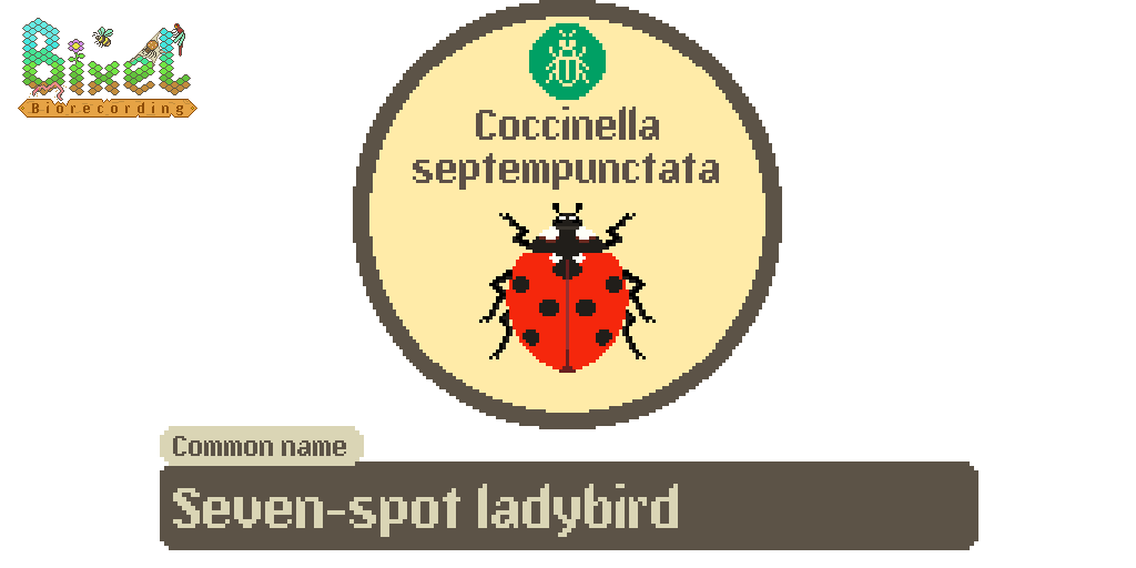 Seven-spot ladybird (Coccinella septempuncata)

When distressed, ladybirds reflex bleed - releasing noxious chemicals from their 'armpits'. Their bright colouration signals their distastefulness to predators. They are also incredible pest controllers!
<a href="/UKLadybirds/">Helen Roy</a> @ColeopSoc