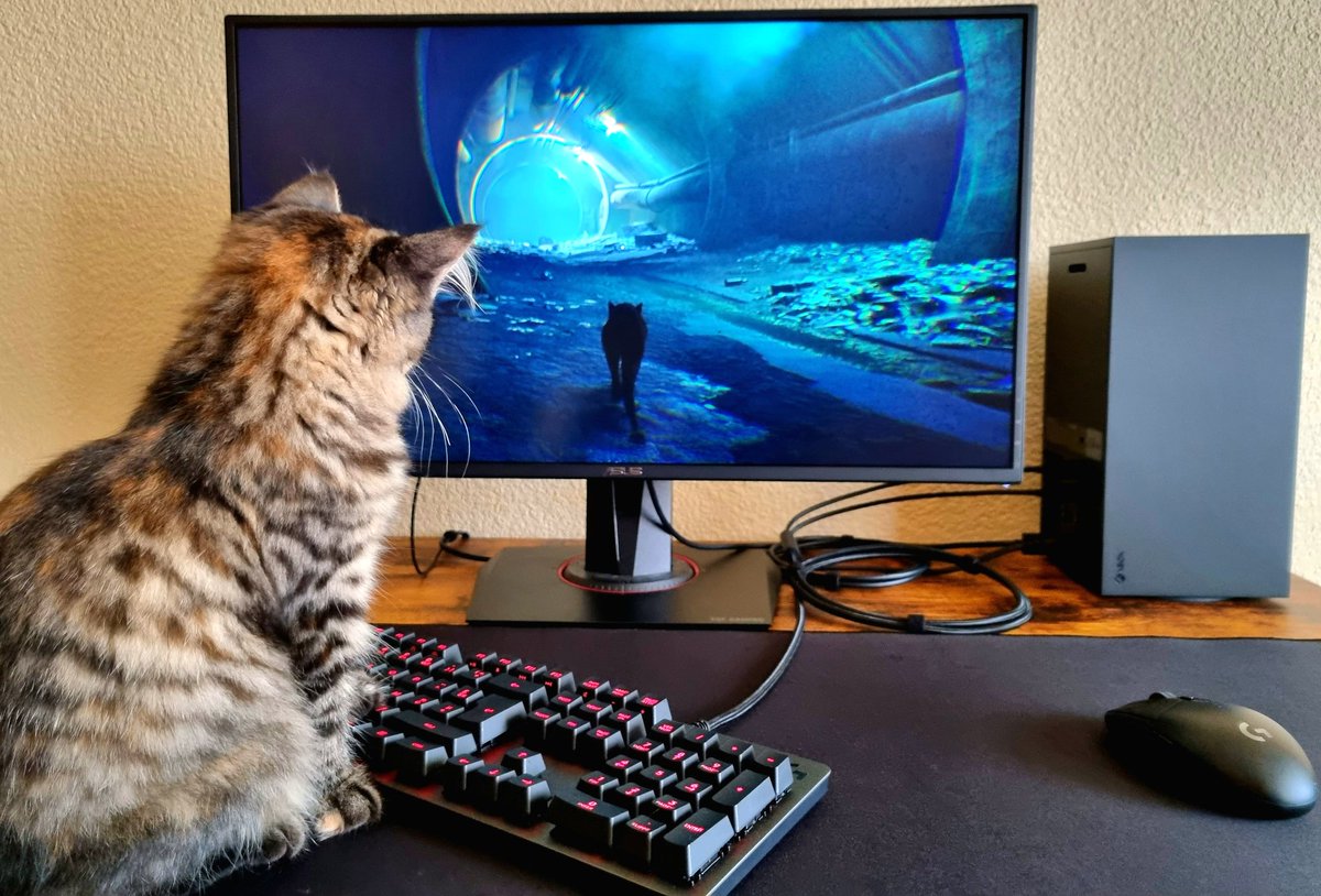 Kitty "Hope" loves #Stray
Go to grind this beautiful game 😽

<a href="/A_i/">Annapurna Interactive \\ "to a T" is OUT NOW!</a> <a href="/Xbox/">Xbox</a> <a href="/LogitechGFrance/">Logitech G France</a>