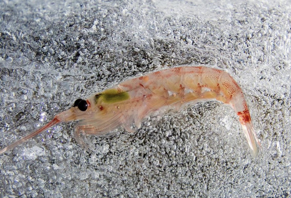 iaato_org's tweet photo. Happy #WorldKrillDay! 🦐
These shrimp-like plankton, Euphausia superba, are an Antarctic superfood and crucial to it's ecosystem.
©️ @nesbittphotography
#Krill #peaceandscience #loveantarctica https://t.co/vTtbqQ6rxj