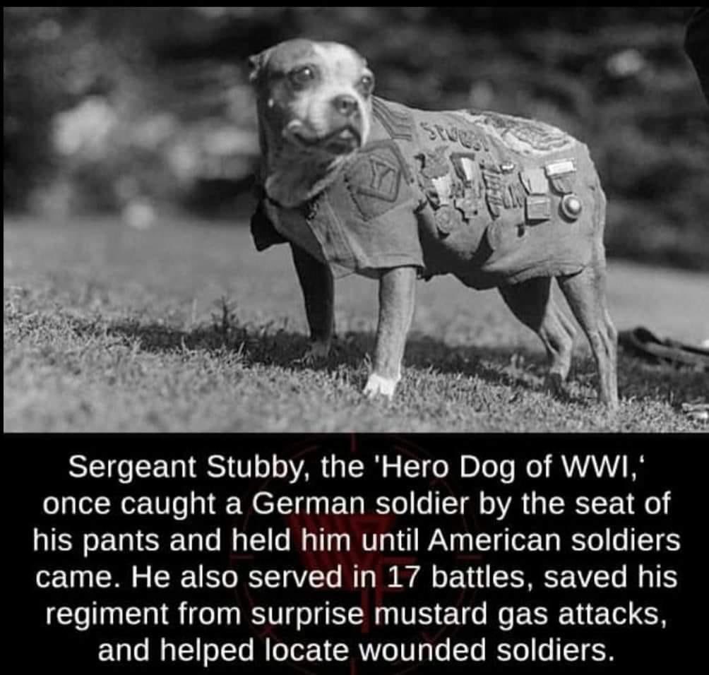 StrangeNormNews's tweet photo. #dogoftheday https://t.co/kxmCpvWAFB
